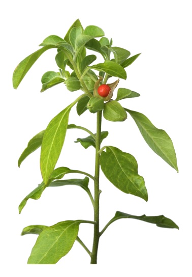 Ashwagandha planta med röda fina bör som kallas vinterkörsbär